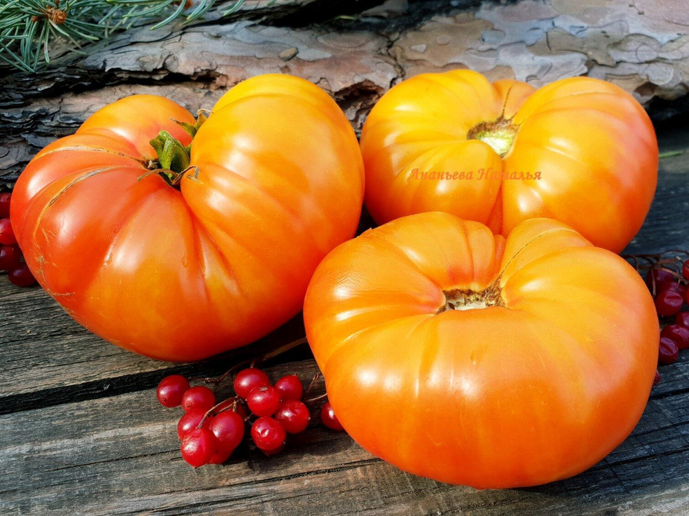 Гигантская зебра биколор Zebra Giant Bicolor
