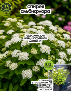 Саженец, Спирея, Альбифлора