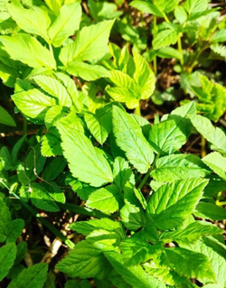 Сныть молодая