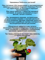 Пеларгония Дистинкция пёстролистная герань