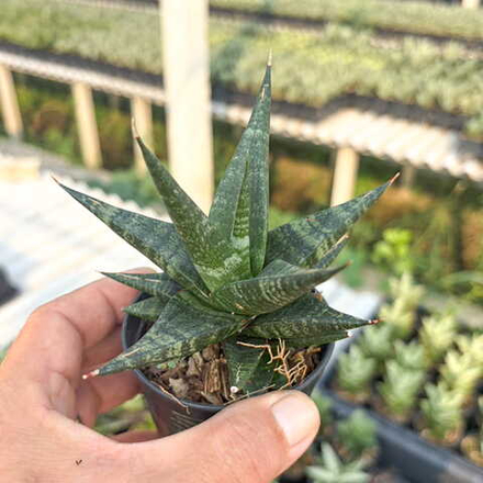 Сансевиерия BLACK DIAMOND