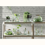 Ваза canopy, 20 см