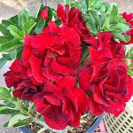 Адениум DAENG/RED JAKKRAPHAT