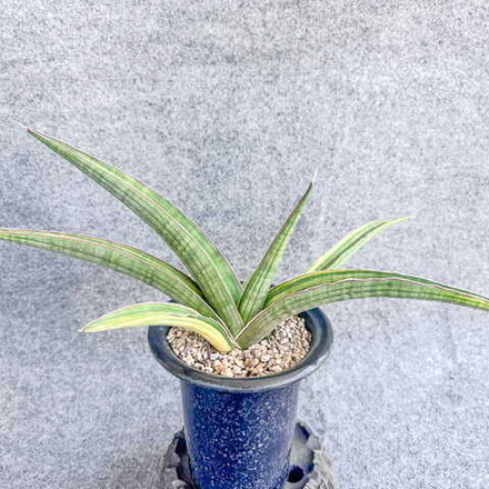 Сансевиерия ANGOLA VAR s.L