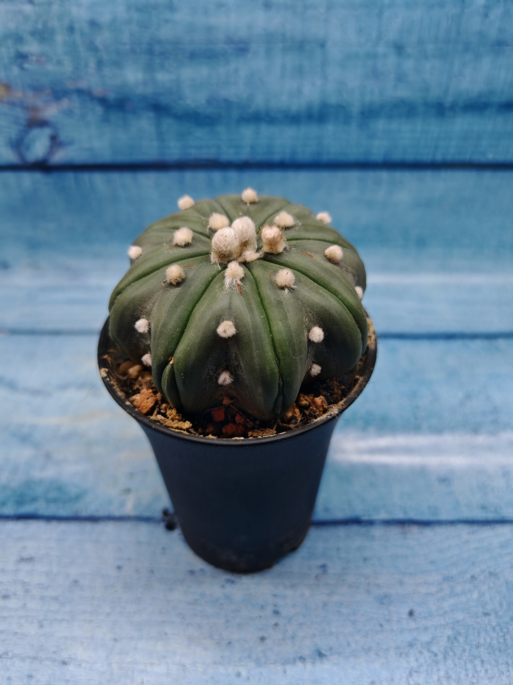 Astrophytum Asterias (Астрофитум)