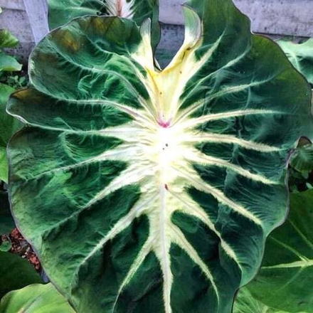 Колоказия WATERMELON PRINCESS