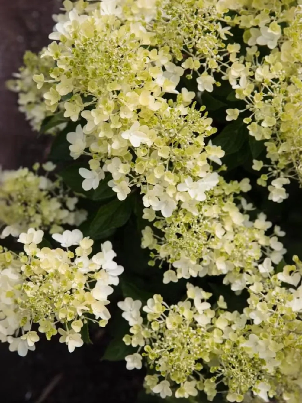 Гортензия метельчатая Милк энд Хани