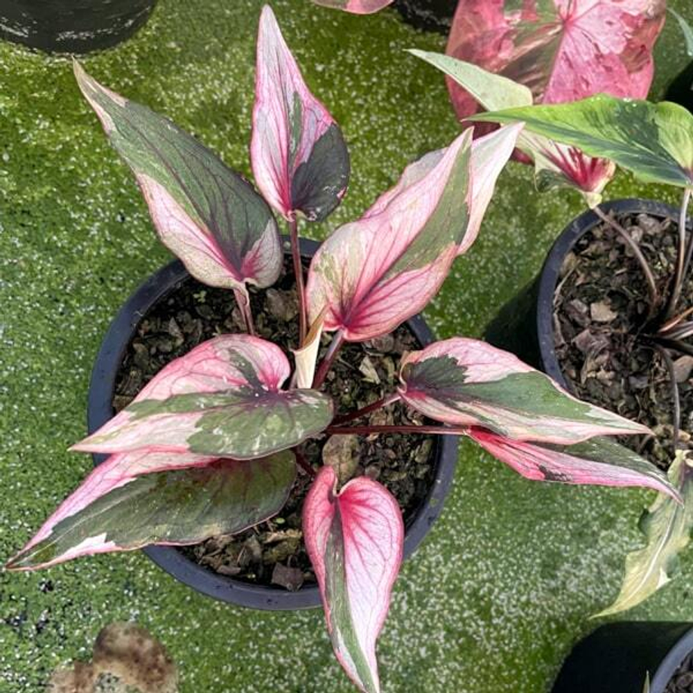 Каладиум PLOY CHOMPHU – PINK GEM