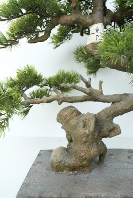 Бонсай в. 75 см/ ш. 85 см