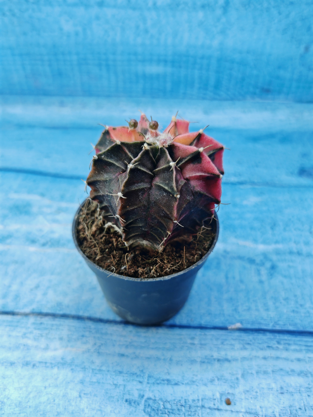 Gymnocalycium Variegata (Гимнокалициум Вариегатный)