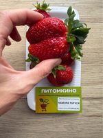 Земляника крупноплодная Чамора Таруси