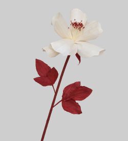 TR 404 Китайская роза