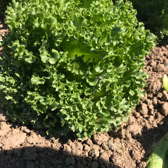 Лалик семена салата айсберг (Rijk Zwaan / ALEXAGRO) продукт