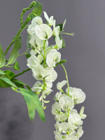 Глициния белая (h95 см)