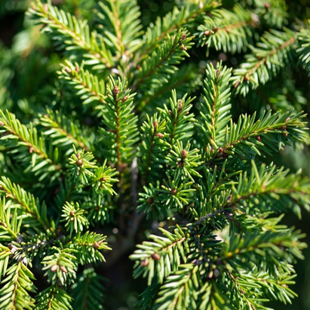 Ель обыкновенная Пумила Нигра