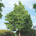 Липа европейская Паллида С36 Fа140-160