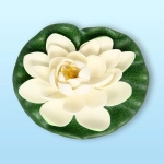 Растение водоплавающее «Кувшинка Розитта» d-15см белая