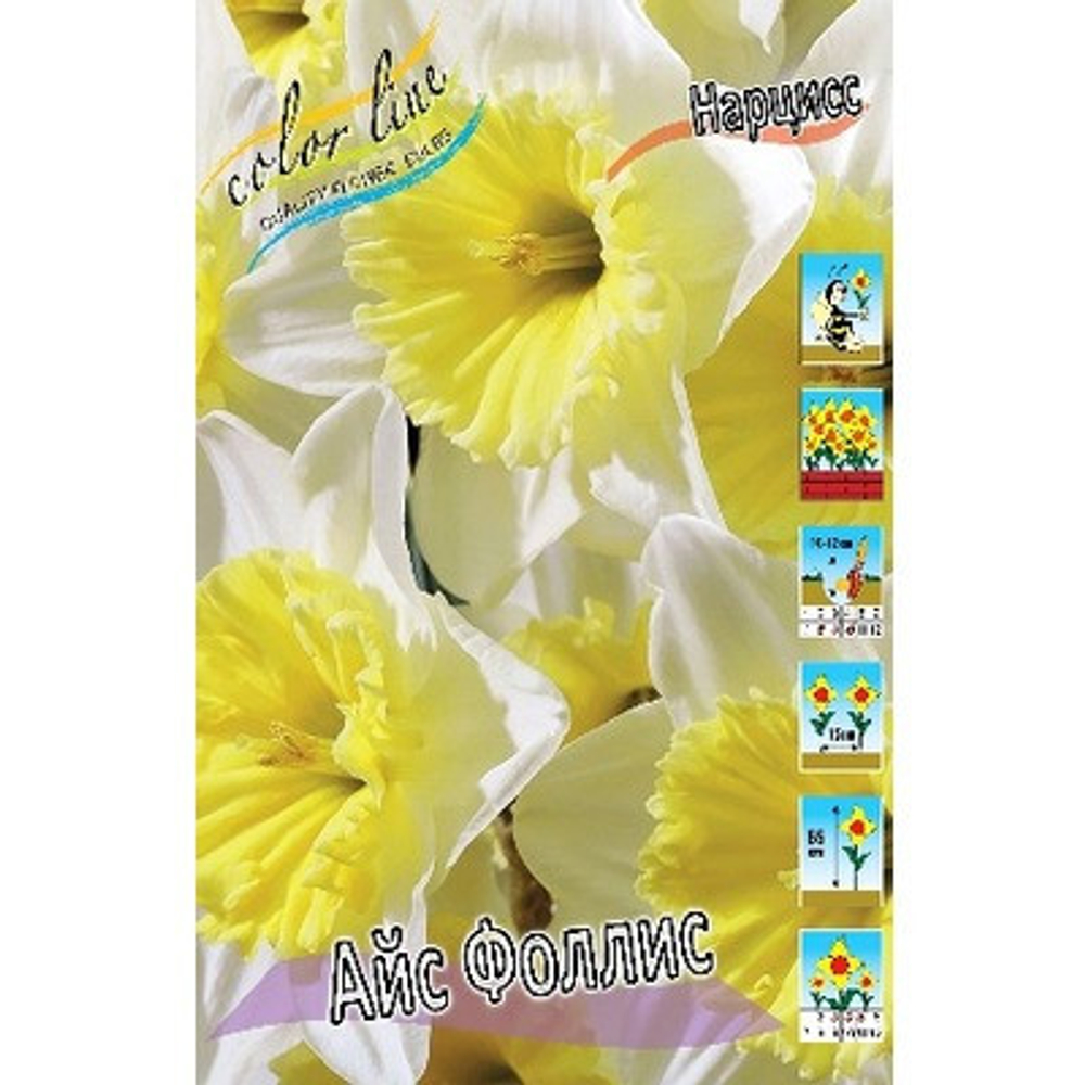 Нарцисс Айс Фоллис