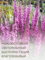 Растение многолетнее набор из 4 шт