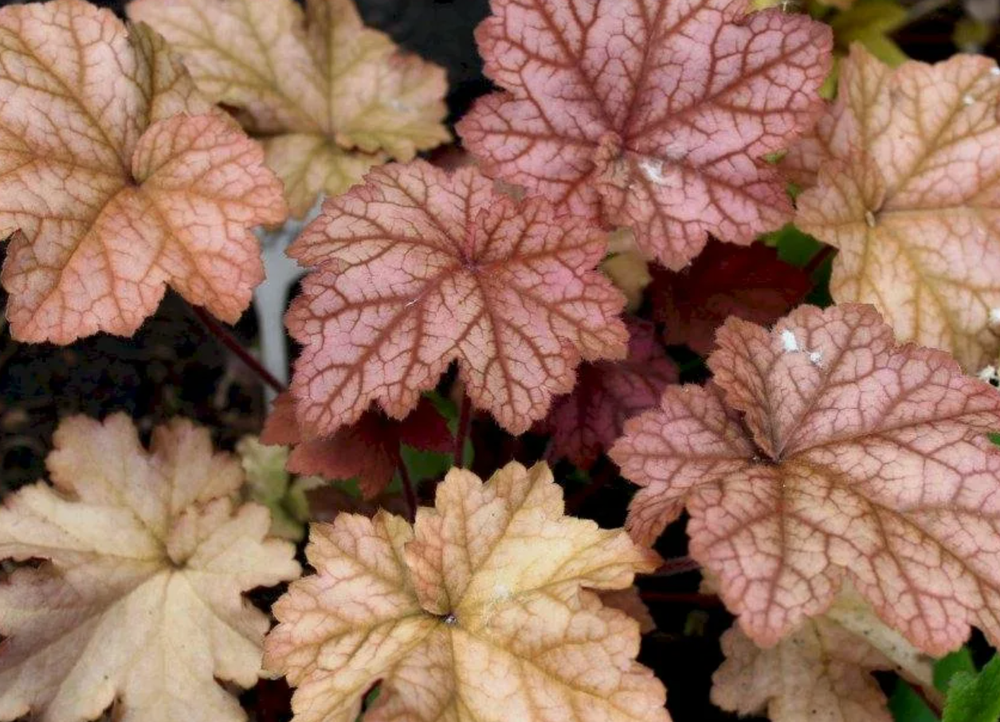 Гейхера Ворлд Кафе Американо рассада ОКС меристема