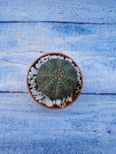 Euphorbia Obesa (Эуфорбия)
