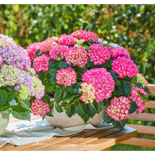 Гортензия крупнолистная Таблетензия Пинк Р9 Закупка М58 апрель2026