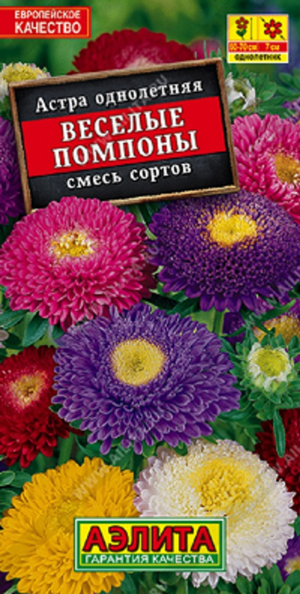 Астра Веселые помпоны, смесь окрасок