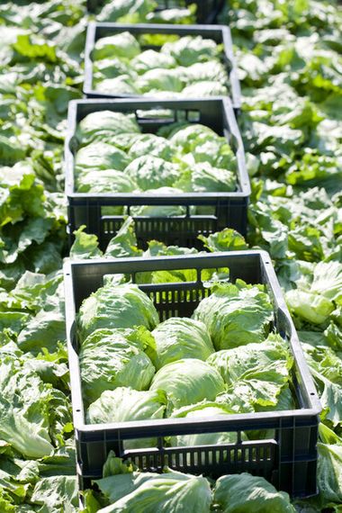 ДИАМАНТИНАС_семена_салата_Rijk_Zwaan_культура