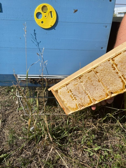 Секционные соты 6шт