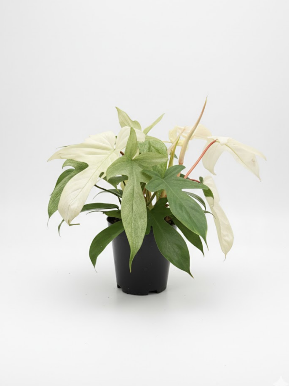 Филодендрон Florida Ghost д.15