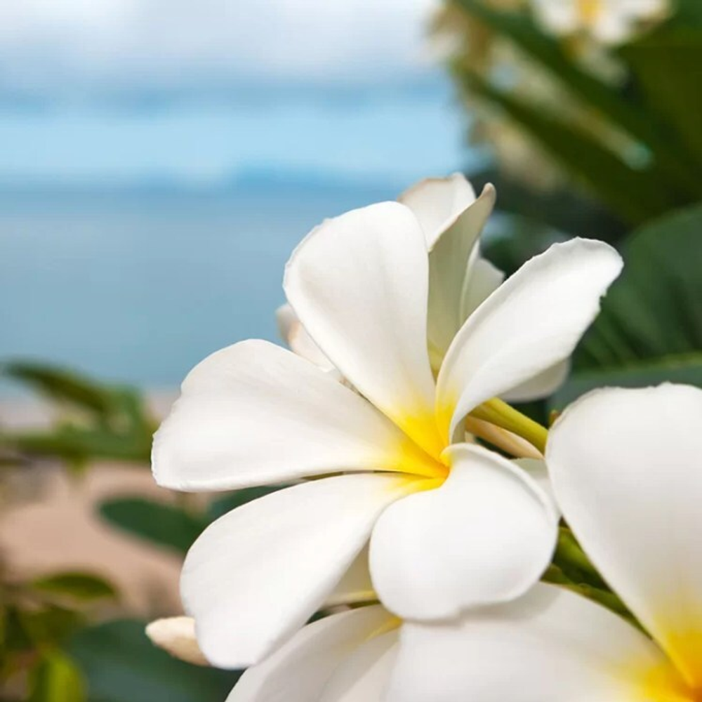 Отдушка CS - Приморская Плюмерия (Seaside Plumeria)
