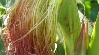 Кукурузные рыльца