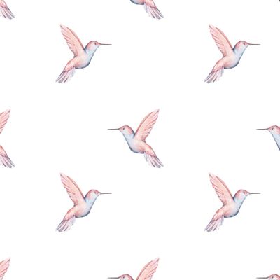Колибри на бело фоне