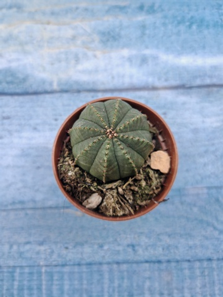 Euphoria Obesa (Эуфорбия)