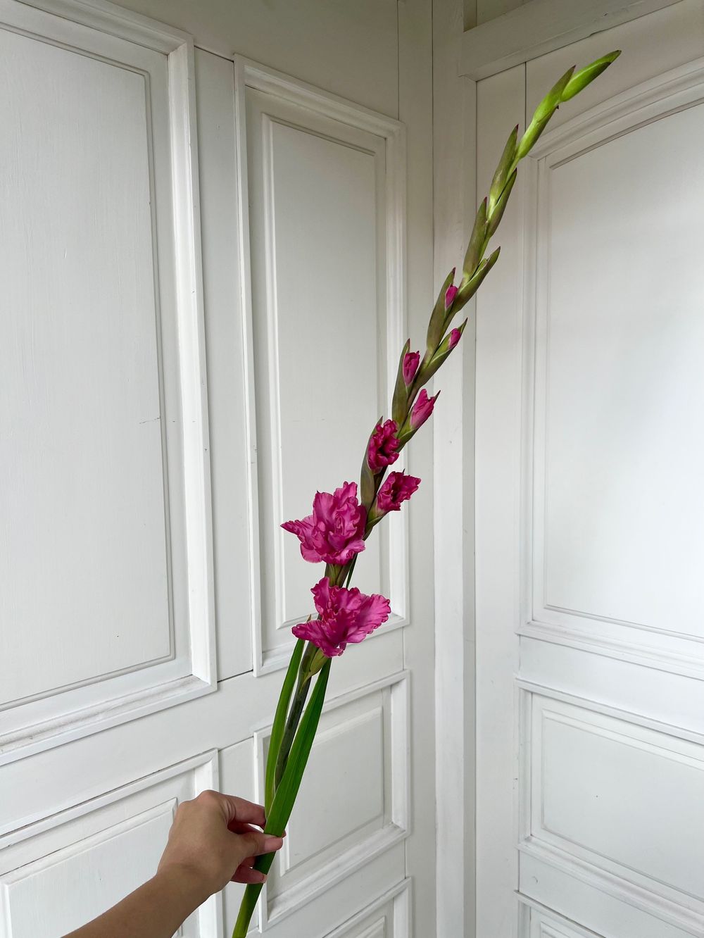 Гладиолус в розовом оттенке