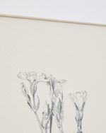 Картина Lirena с ботанической иллюстрацией 50 x 70 см