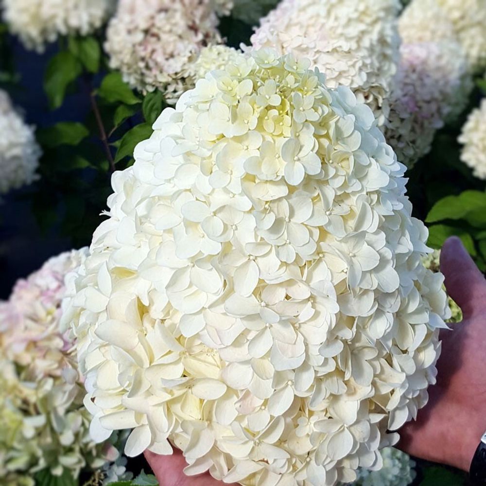 Гортензия метельчатая Геркулес штамб 80 см Закупка М32 Июнь 2026 Гортензия метельчатая Геркулес штамб 80 см Закупка М32 Июнь 2026