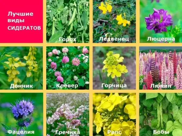 Сидераты для Сибири: какие растения улучшат почву