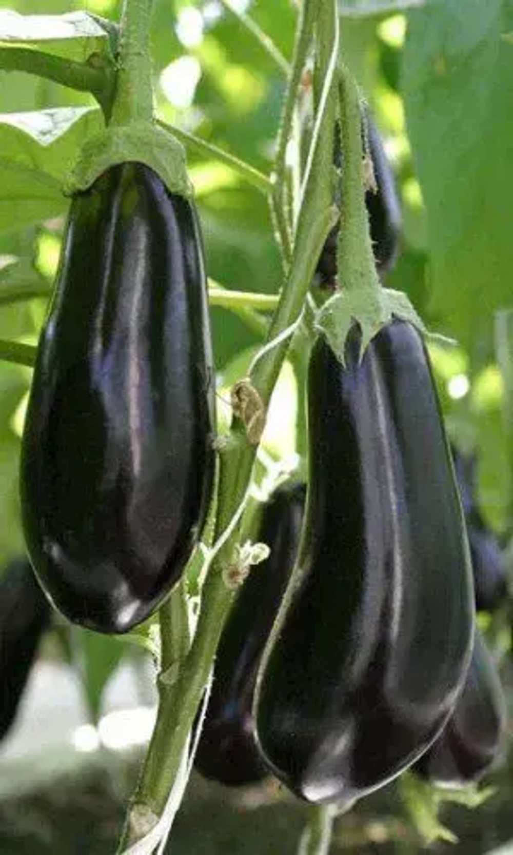 Баклажан Черное совершенство 20шт УрДачник