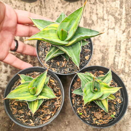 Сансевиерия PINGUI x EHREN VAR