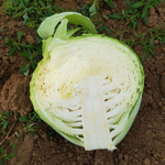 Вестри F1 семена капусты белокочанной (Seminis / Семинис)