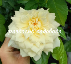 Роза флорибунда Чайковский (горшок 5л)