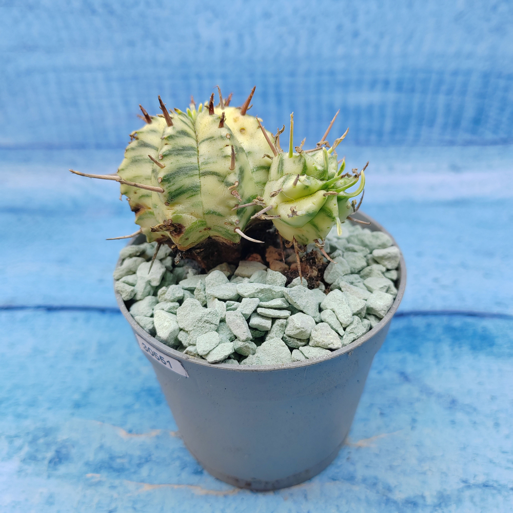 Euphorbia meloformis f. Variegated (Эуфорбия вариегатная)