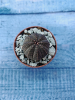 Суккулент Euphorbia Obesa (Эуфорбия)
