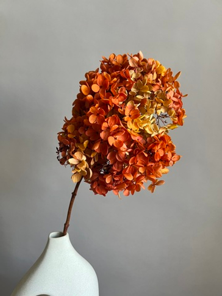 Гортензия стабилизированная красно-горчичная