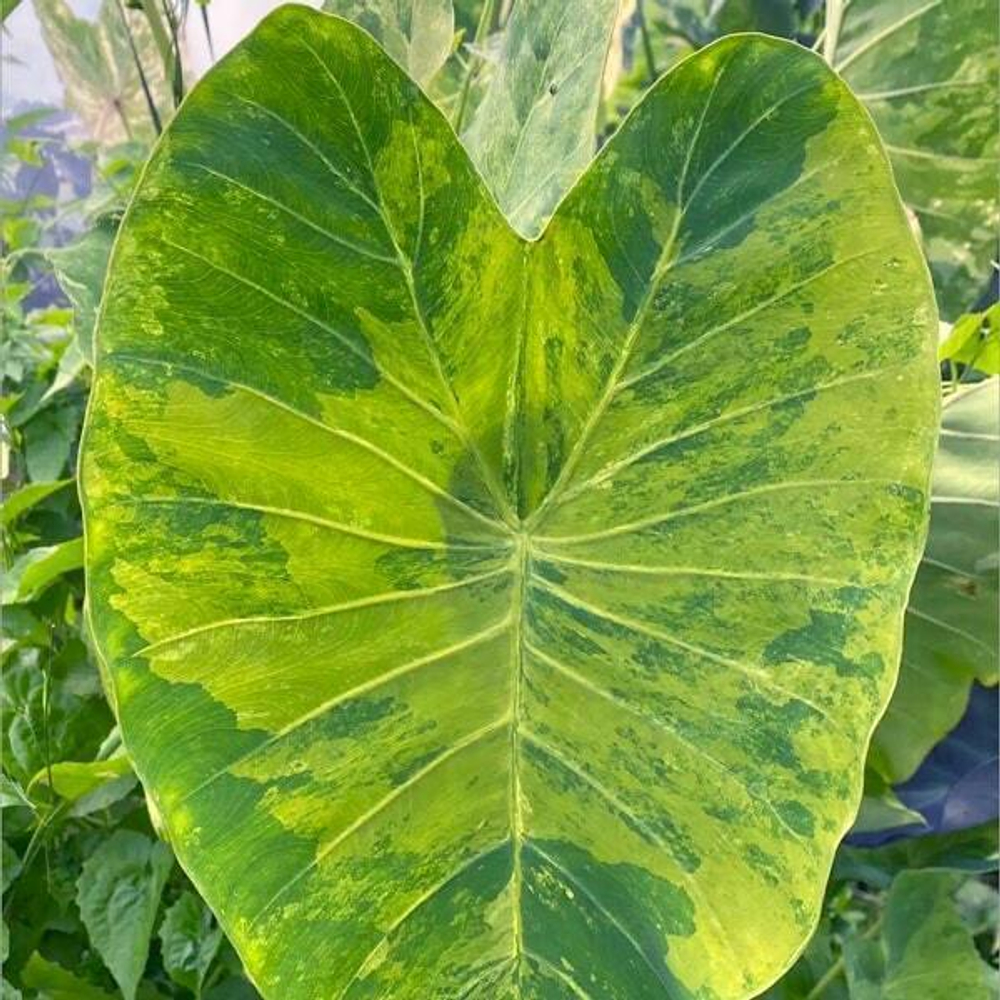 Колоказия WAT BOSAT