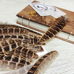 Перья фазана домашнего натуральные 10шт.