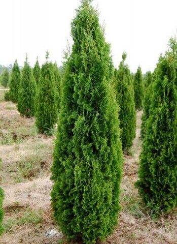 Туя западная Дегрут Спайер
