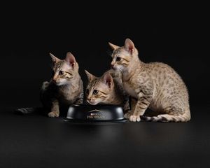 Сухой корм Pro Plan Delicate для котят, при чувствительном пищеварении с индейкой
