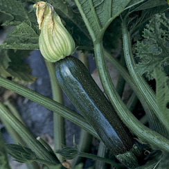 СУПРЕМО F1 семена кабачка (Syngenta | Alexagro)